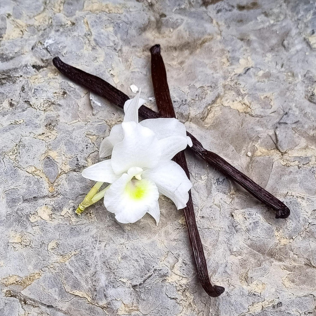 Une fleur d'orangé blanche et deux batonnets de vanille. Un parfum de monoï et des arômes de coco enveloppe l'atmosphère. C'est la fragrance Archipel Perdu de Erra. Disponible en diffuseur et bougie.