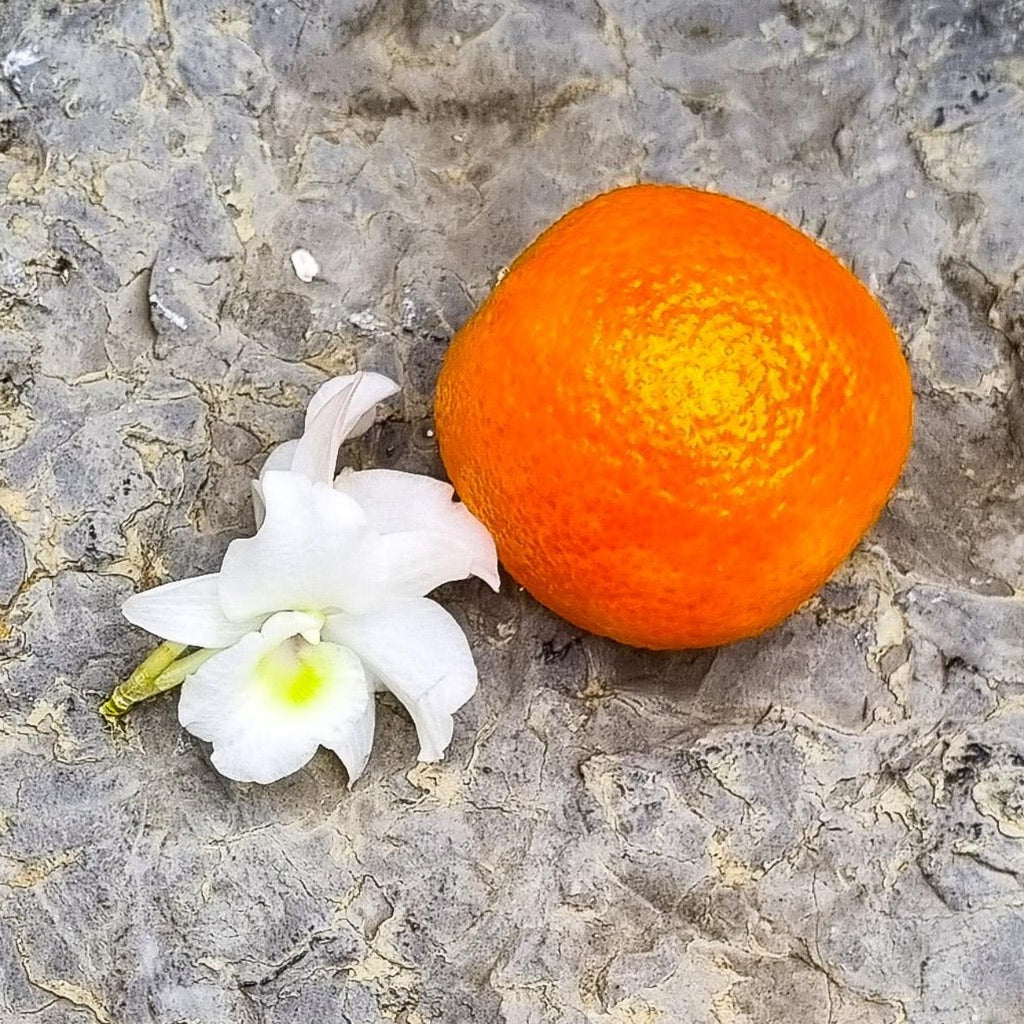Une mandarine et une fleure blanche d'orangé sont déposé sur un sol rocheux. C'est la fragrance Eau d'Azahar de Erra. Disponible en diffuseur et bougie.