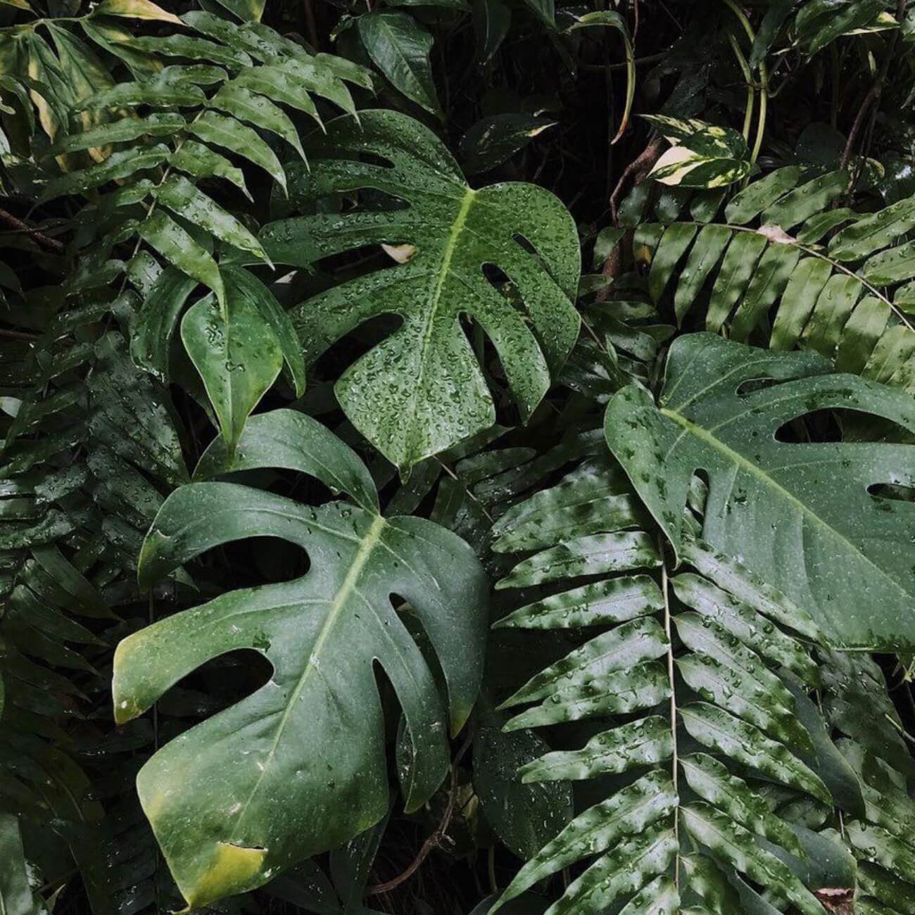 Parfum Soleil Noir : Un mélange éclatant de notes boisées et ambrées, mêlées à la puissance du bois de Oud, à l'essence chaude et poudreuse de l’ambre et à l'infusion de cuir, pour vivre une expérience olfactive unique.
Disponible en parfum d'ambiance, bougie parfumée et diffuseur d'intérieur.