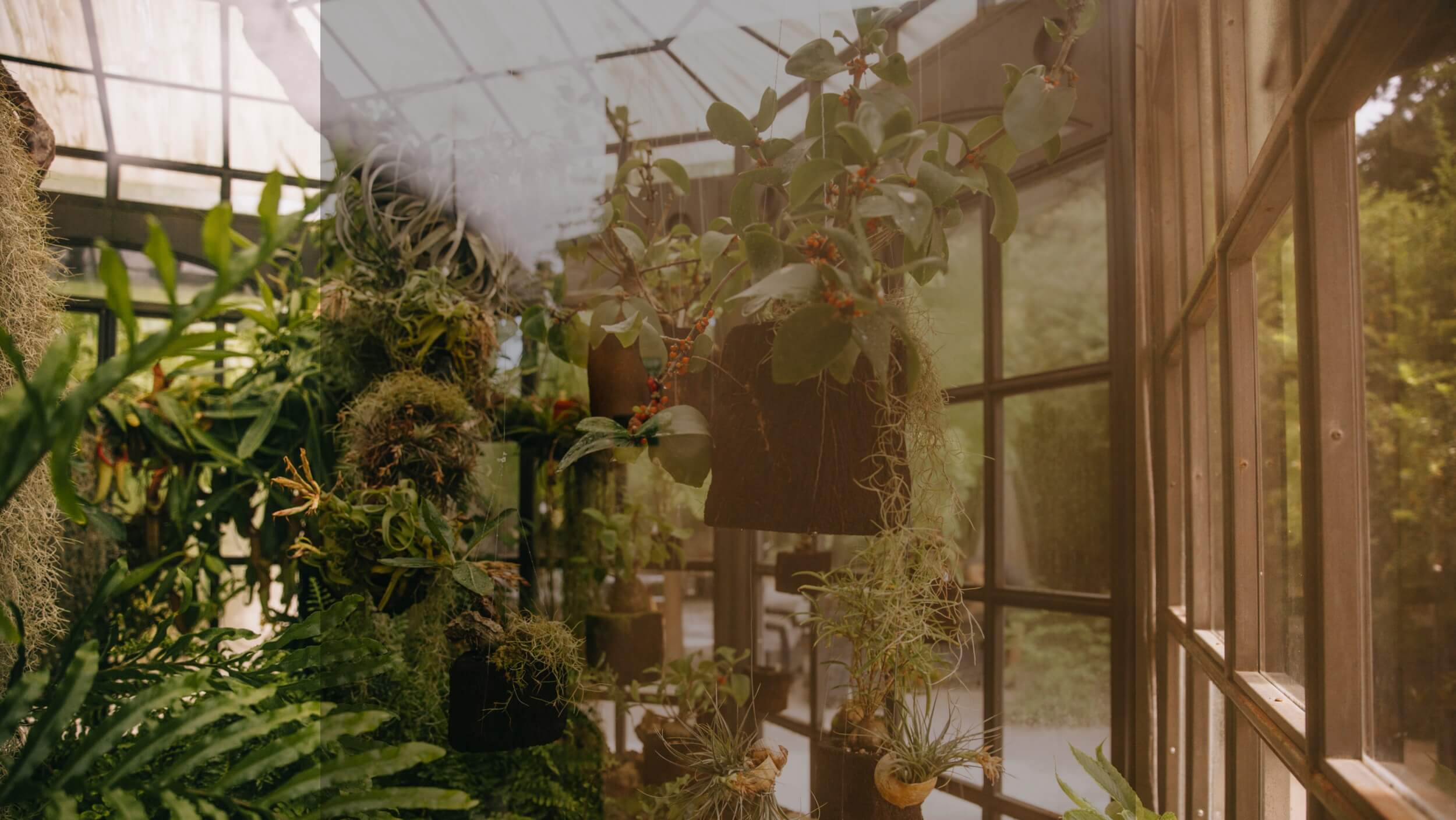 Intérieur de serre baignée de lumière dorée, plantes suspendues, feuillages délicats et reflets apaisants sur les vitres, ambiance végétale douce, parfum léger et poudré, senteur florale et musquée, atmosphère intimiste et lumineuse, nature suspendue en silence.