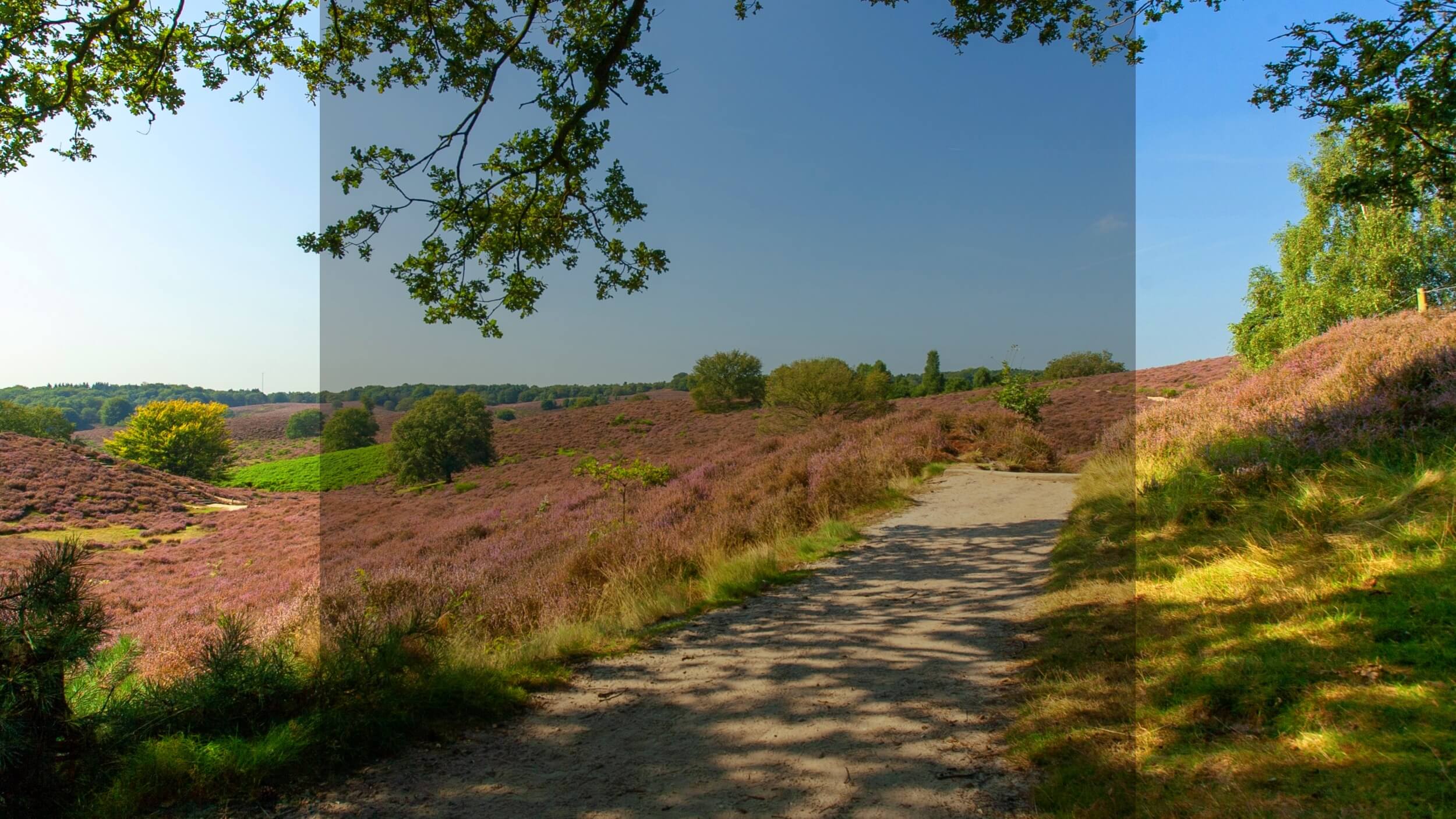 Chemin de terre traversant un paysage de garrigue en fleurs, collines parsemées de bruyères violettes, ciel bleu clair et végétation méditerranéenne, ambiance nature sauvage et lumineuse, parfum herbacé aux notes de pin et lavande, senteur de plein air, chaleur estivale et liberté.